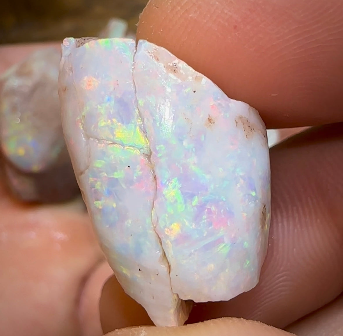 179.6cts - 5x Opalised Shell Geological Specimens from South Australia - Opal Whisperers
