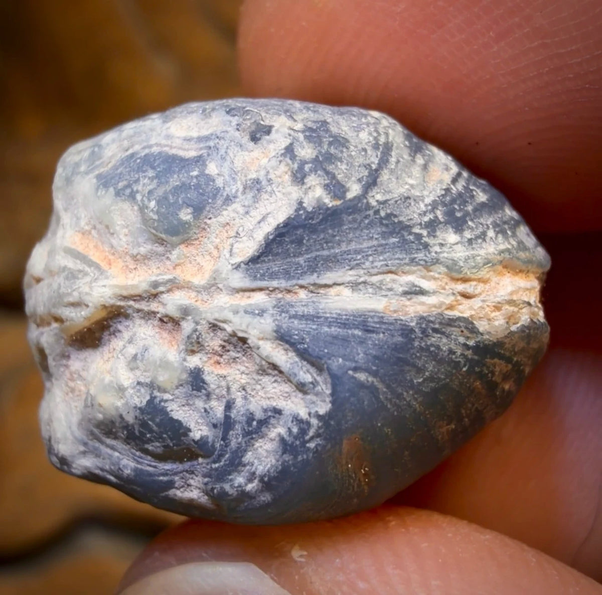 55cts - Black Opalised Shell Rare Geological Rough Specimen from Lightning Ridge