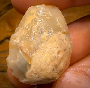 57.6cts - Opalised Shell Rare Geological Specimen from Lightning Ridge