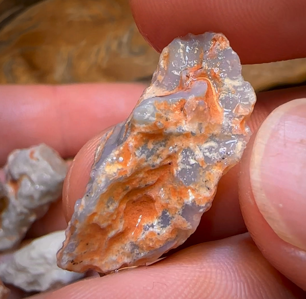 78.6cts - 6x Opalised Fossil Geological Specimens from Lightning Ridge