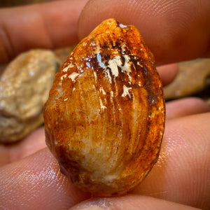 Celebrity Card! 136.2cts - 3x Opalised Fossil Shell Specimens. Featured on ‘Outback Opal Hunters’!
