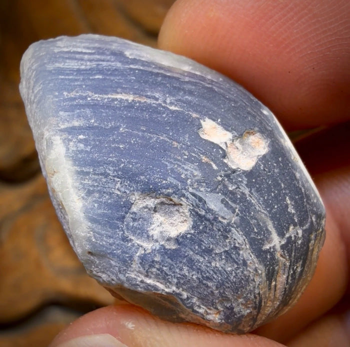 🔨 AUCTION 🔨 55cts - Black Opalised Shell Rare Geological Rough Specimen from Lightning Ridge
