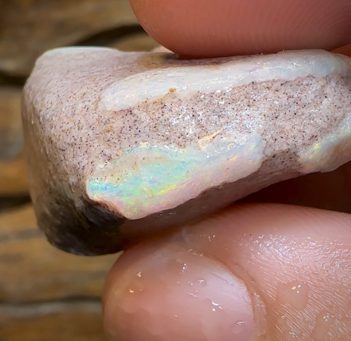 54.1cts - Opalised Shell Rare Geological Specimen from South Australia