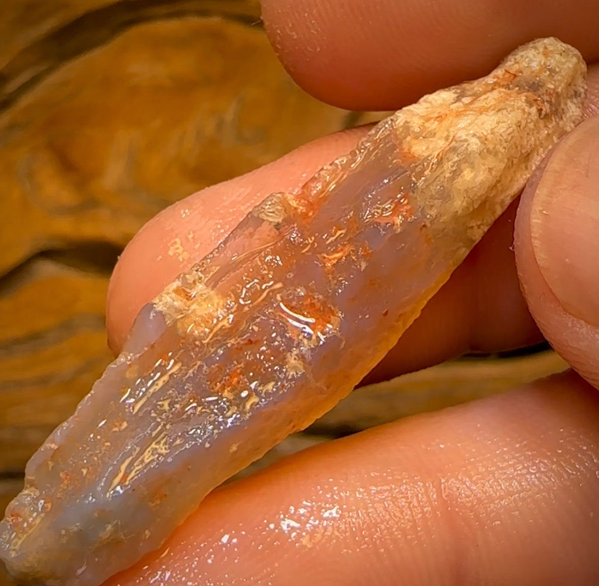 🔨 AUCTION 🔨 21.6cts - Rare Opalised Geological Specimen from Lightning Ridge
