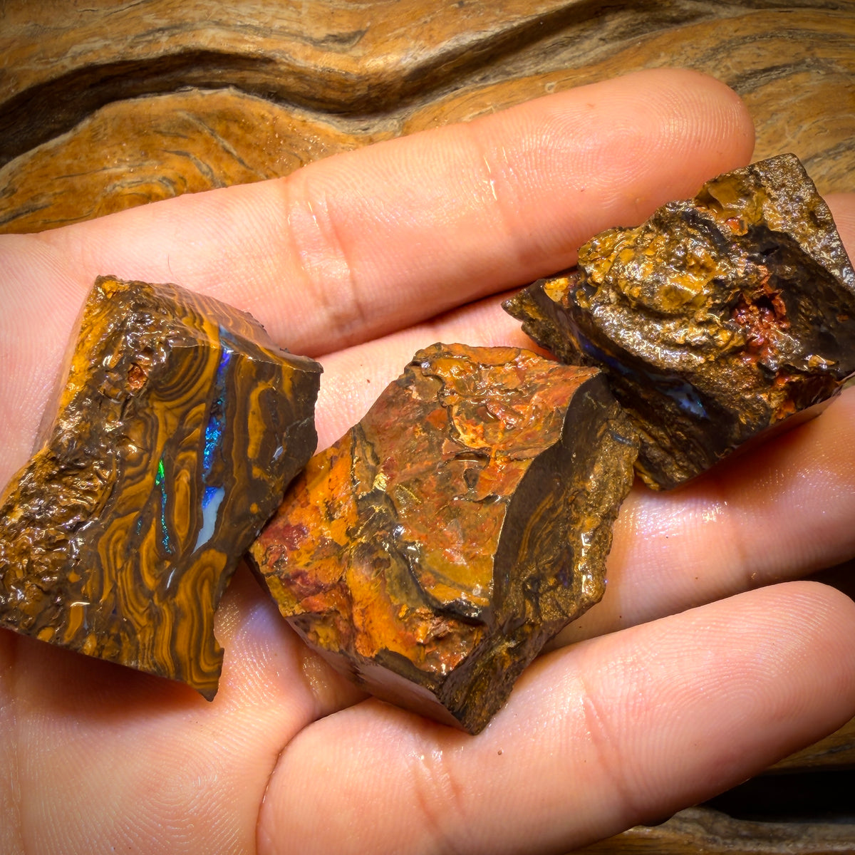 342cts - 3x Queensland Boulder-Opal-Rohmaterial-Paket von Duck Creek