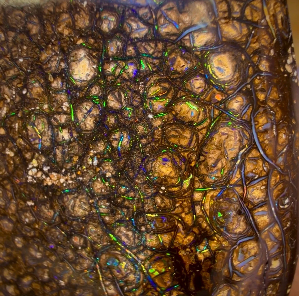 Wildcard! 78.5cts - Tribal Australian Boulder Opal from Yowah