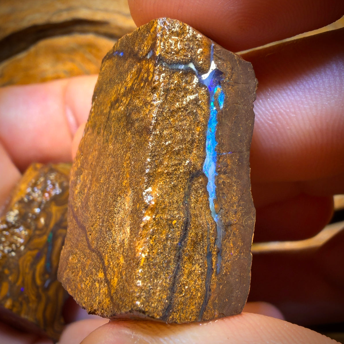 342cts - 3x Queensland Boulder-Opal-Rohmaterial-Paket von Duck Creek