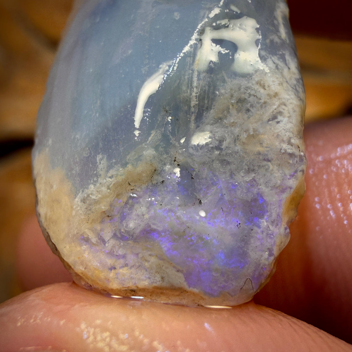 🔨 AUCTION 🔨 No Reserve 27.5cts - Opalised Shell Geological Specimen from South Australia
