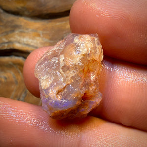Bargain Card! 19.8cts - Opalised Shell Geological Specimen from South Australia