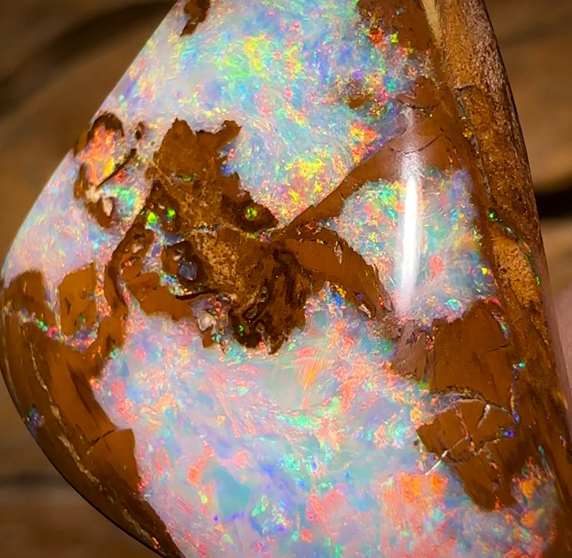 21.9cts - Top Queensland Boulder Opal Fossil Wood from Yowah. Red Multicolours!