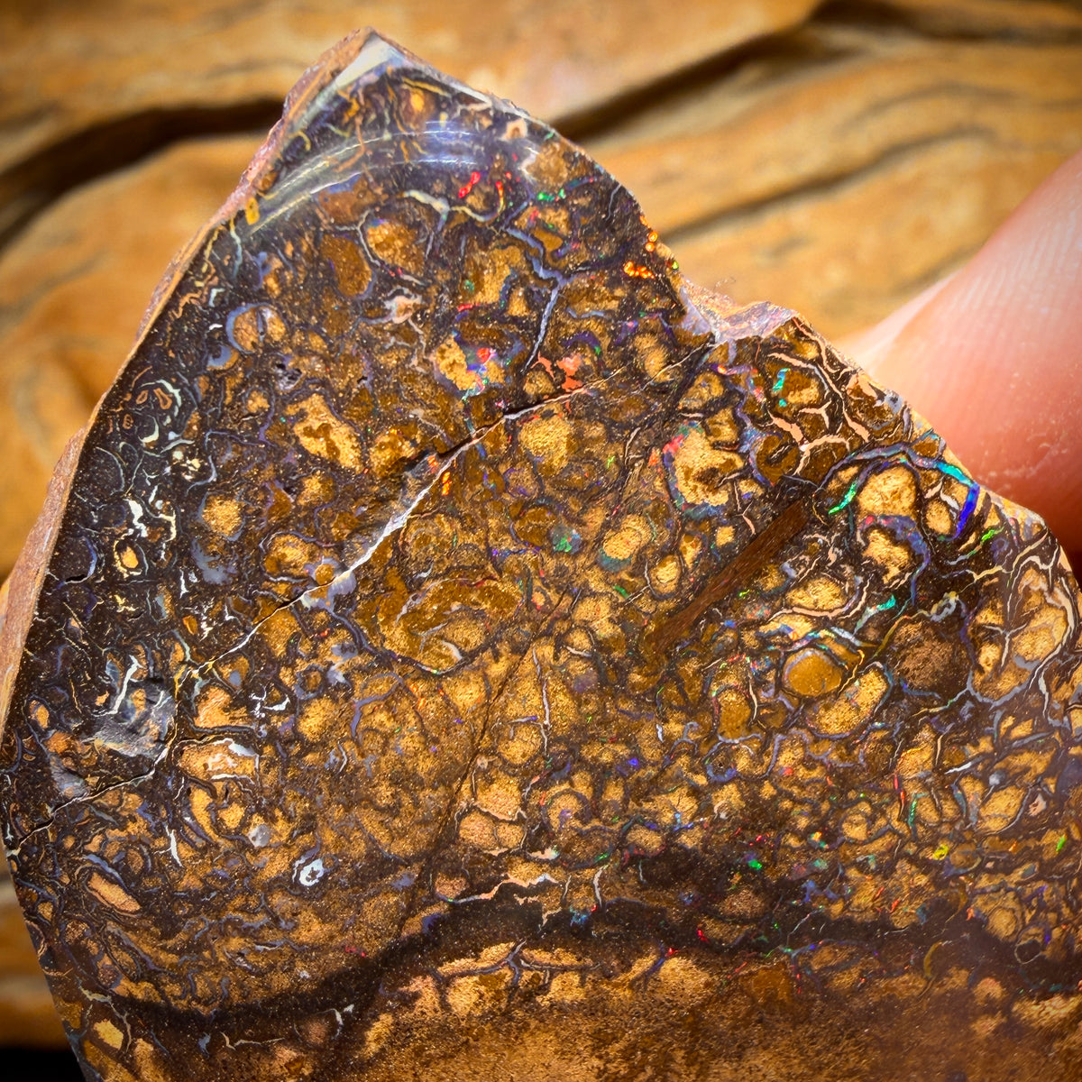 1033 carats - Grand spécimen poli d'opale boulder australienne tribale