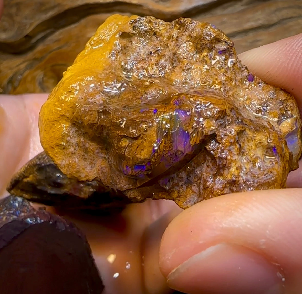 5x Medium Queensland Boulder Opal Potch, Pattern and Colour Rough. BULK LISTING - Opal Whisperers