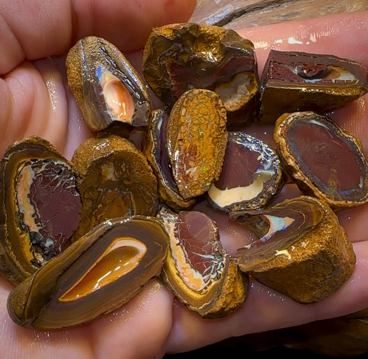 92.1g - 12x Queensland Boulder Rough Opal Parcel - Opal Whisperers
