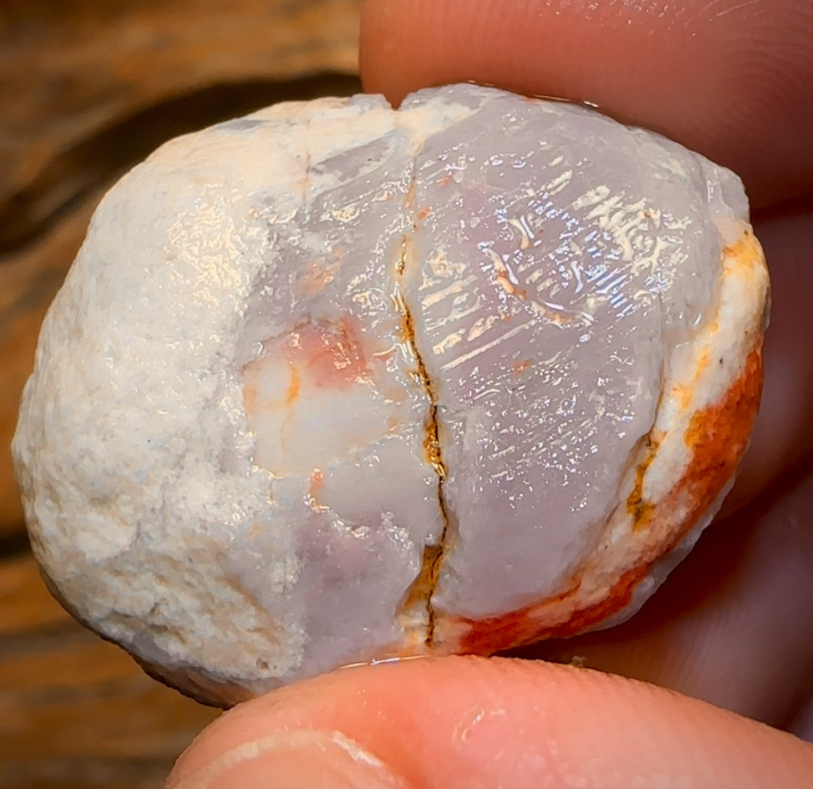 50.3cts - Opalised Shell Rare Geological Specimen from South Australia Great Preserved Shape