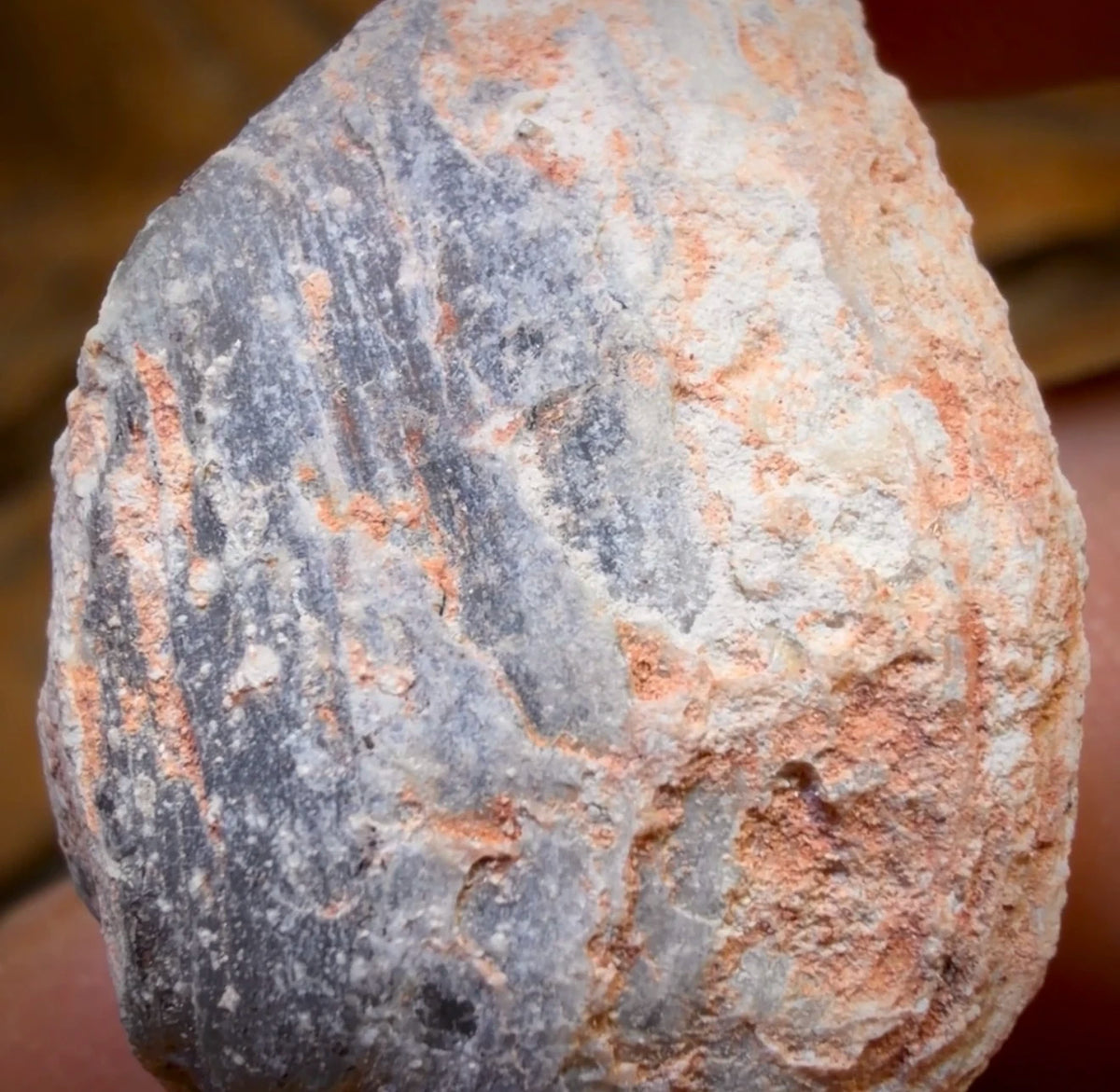 35.6cts - Opalised Shell Rare Geological Rough Specimen from Lightning Ridge