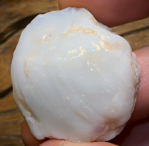 77.9cts - Opalised Shell Rare Geological Specimen from South Australia