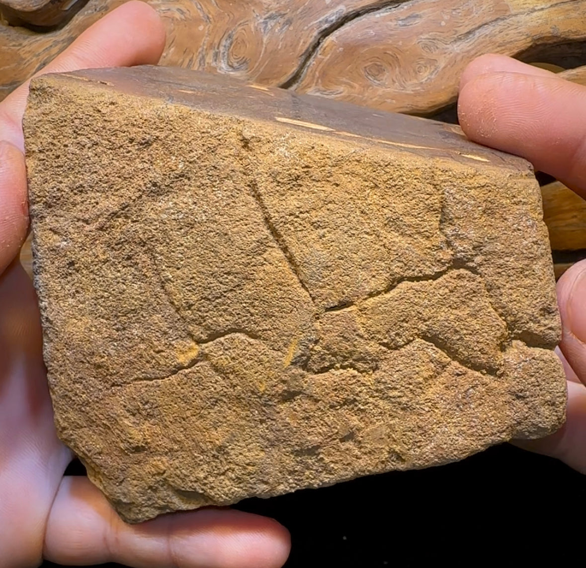 906g - Large Queensland Boulder Opal Rough Specimen from Winton - Opal Whisperers
