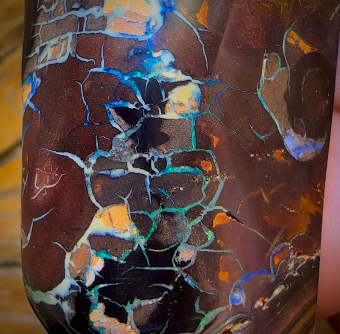 585.5cts - Tribal Koroit Nut Opal. Polished Specimen