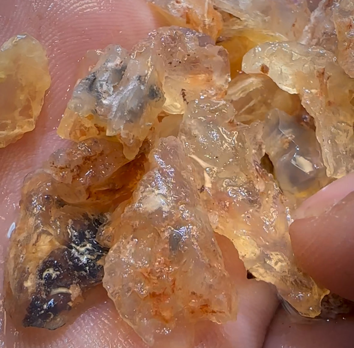 🔨 AUCTION 🔨 145.9cts - 50x Opalised Fossil Geological Specimens from Lightning Ridge