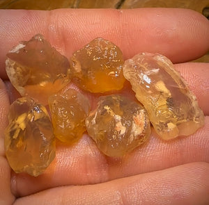 68.5cts - 6x Opalised Shell Geological Specimens from Lightning Ridge