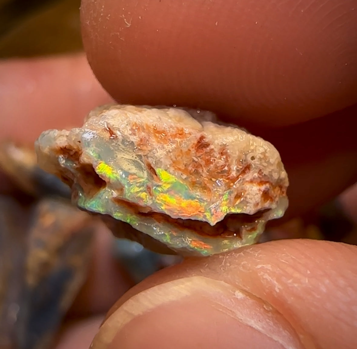 57.9cts - 9x Opalised Fossil Geological Specimens from Lightning Ridge