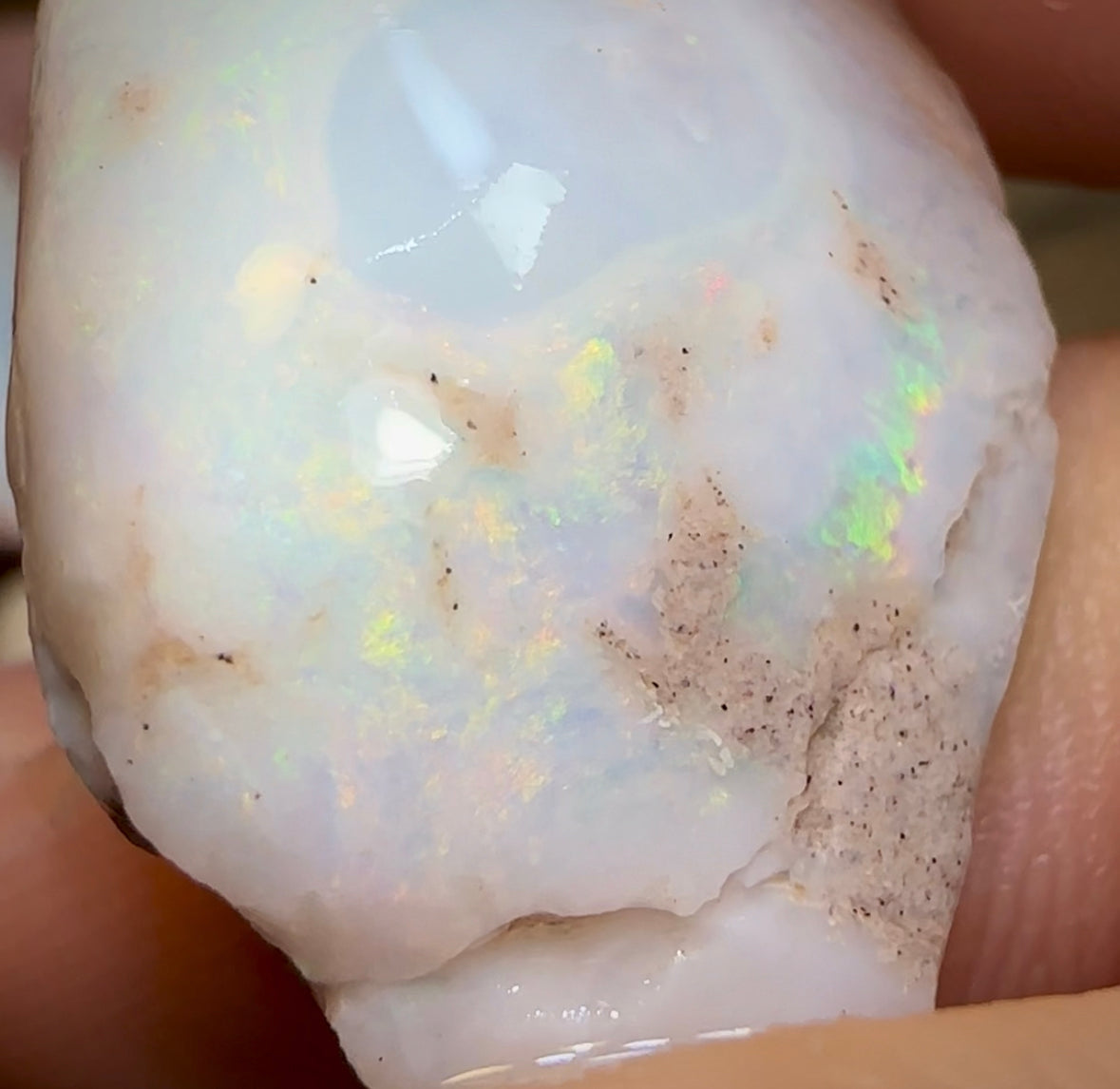 153cts - 5x Opalised Shell Geological Specimens from South Australia - Opal Whisperers