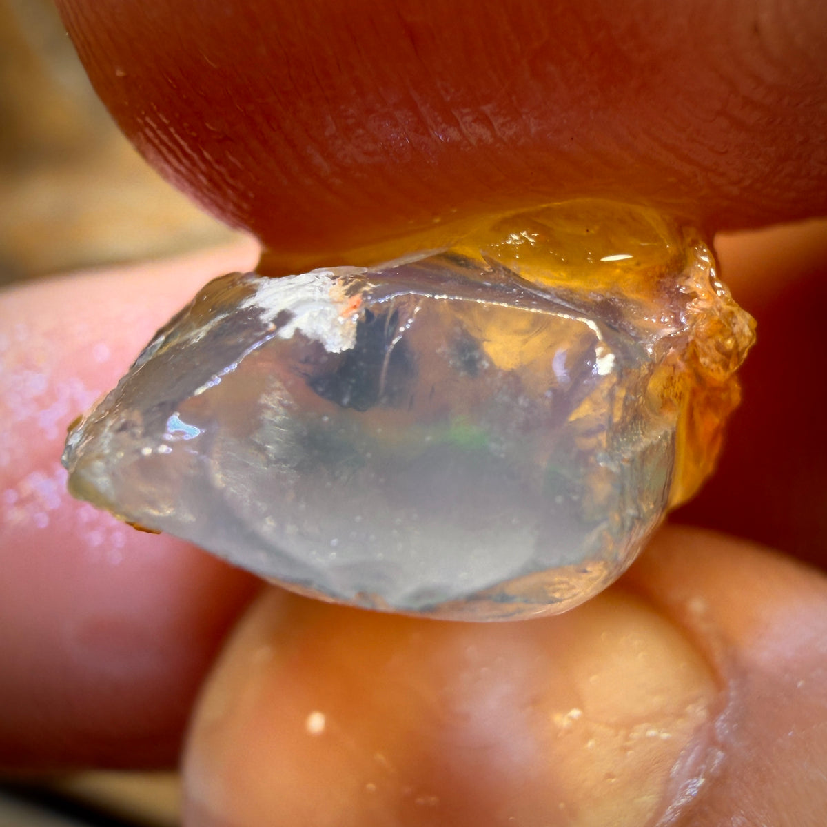 Bargain! 12.8cts - Opalised Shell Geological Specimen from South Australia