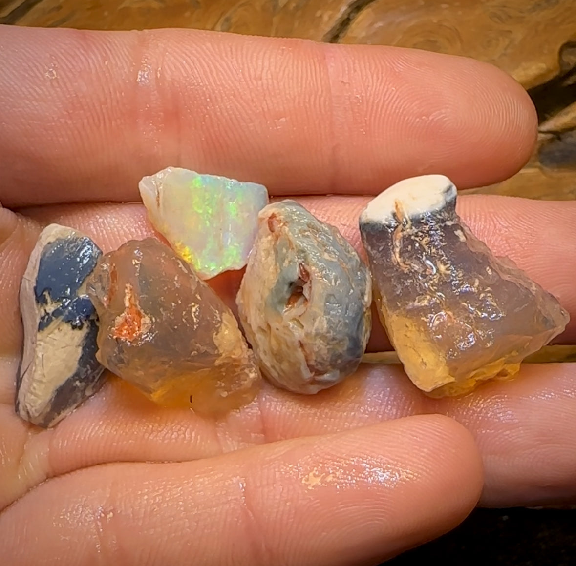 72.8cts - 5x Opalised Shell Geological Specimens from Lightning Ridge