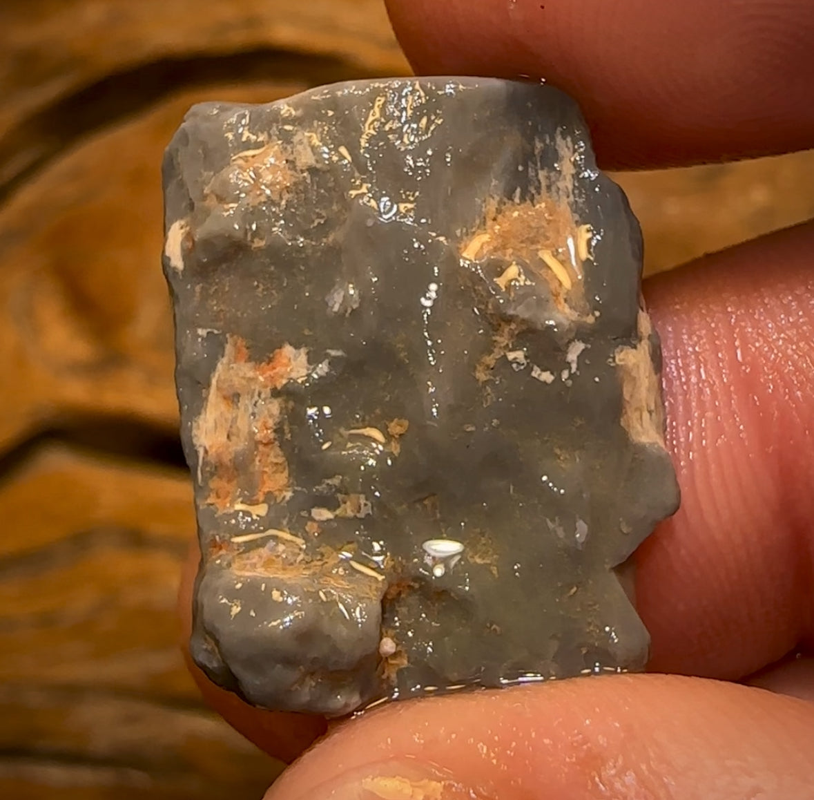 Auction Fall-Through = Your Gain! 🔥 Now More Than 50% Off RRP 🚨 18.1cts - Lightning Ridge Wood / Vegetation Fossil Opal Rough Specimen