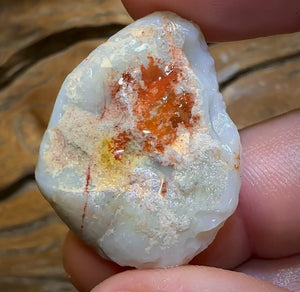 Auction Fall-Through = Your Gain! 🔥 Now More Than 50% Off RRP 🚨 42.4cts - Opalised Shell Rare Geological Specimen from South Australia