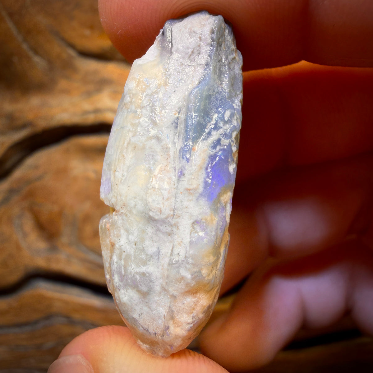 58.2cts - Opalised Shell Rare Geological Rough Specimen from Lightning Ridge