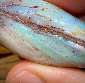 87.7cts - Opalised Shell Rare Geological Specimen from South Australia