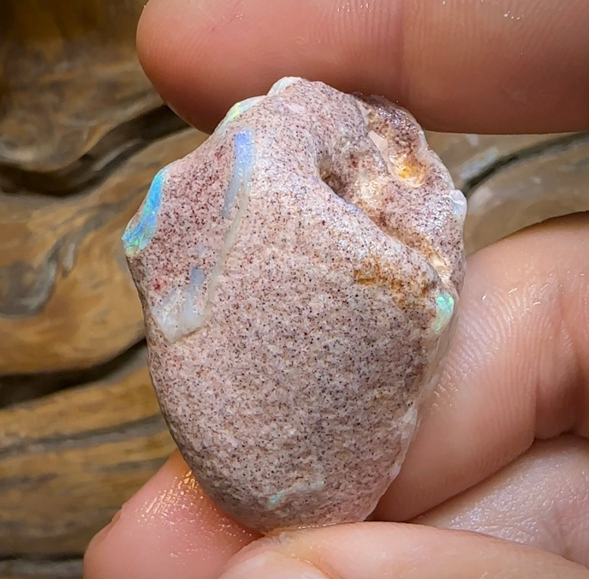 65.3cts - Opalised Shell Rare Geological Specimen from South Australia - Opal Whisperers