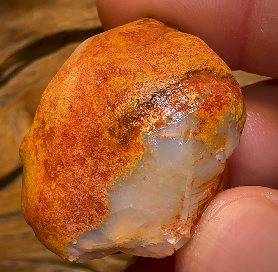 72.7cts - Opalised Shell Rare Geological Specimen from South Australia