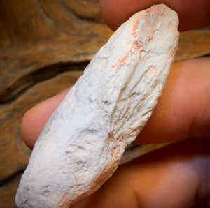 62.4cts - Opalised Shell Rare Geological Rough Specimen from Lightning Ridge