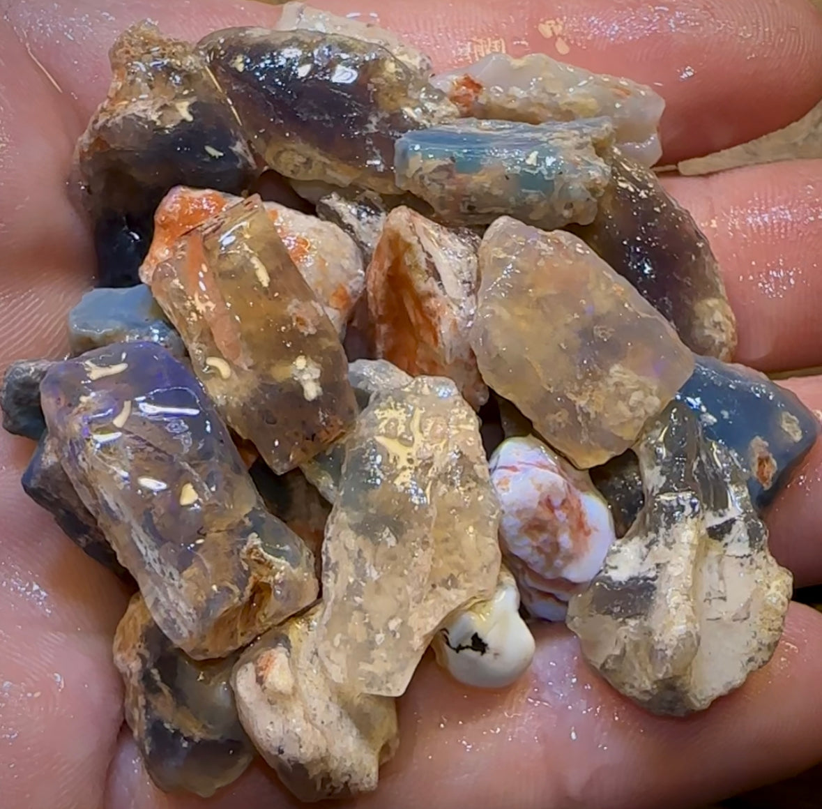 200.2cts - 25x Lightning Ridge Fossil Replacement Opal Rough Parcel Under $2/Ct - Opal Whisperers