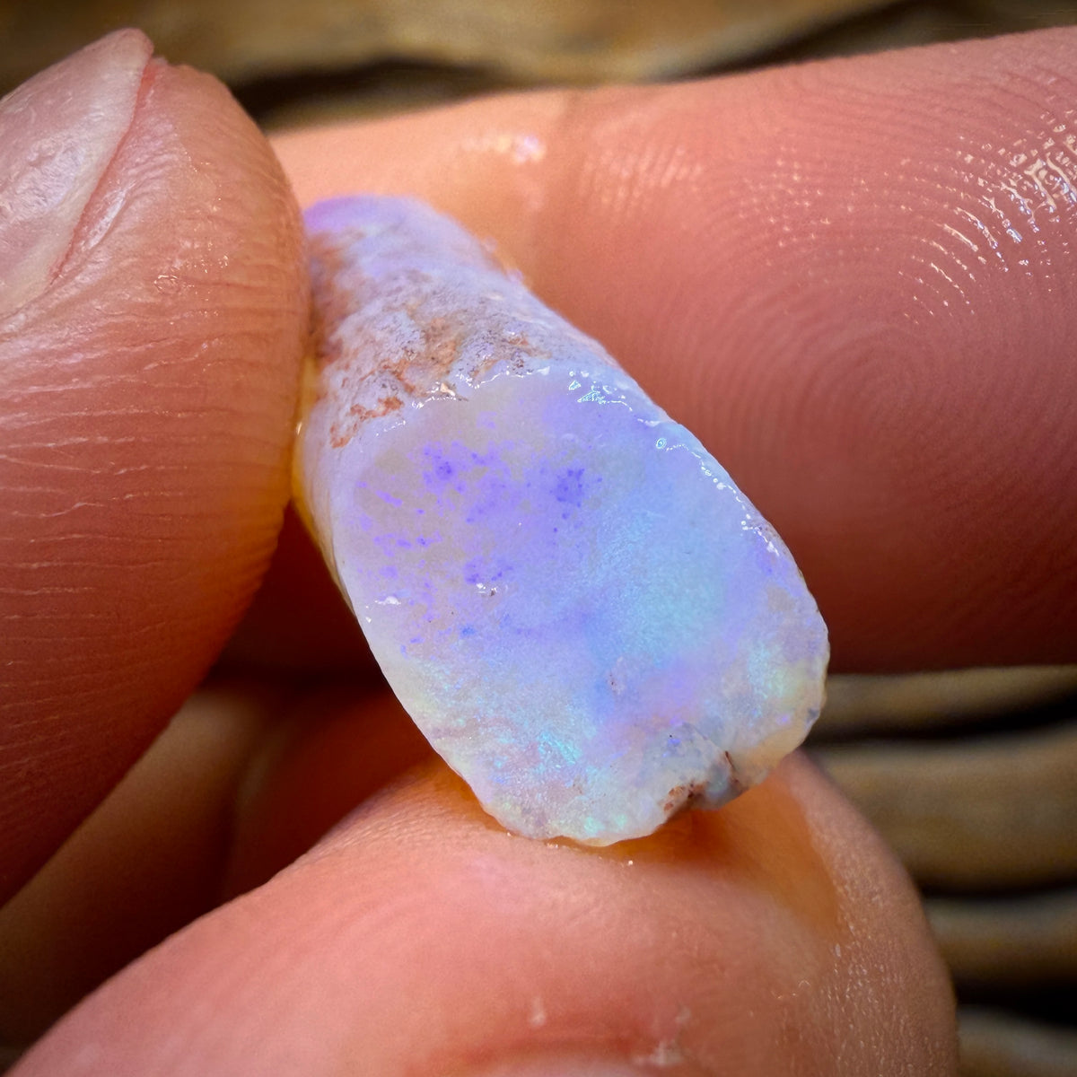 30.7cts - 3x Opalised Belemnite Geological Specimens from South Australia