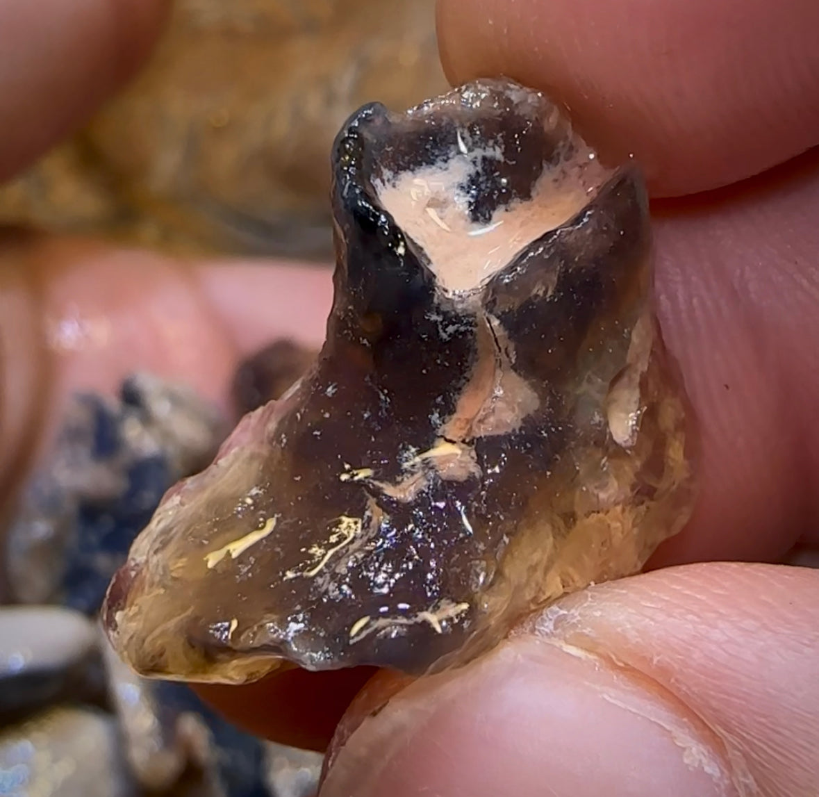 201.2cts - 23x Lightning Ridge Fossil Replacement Opal Rough Parcel. Australian Opal Under $2/Ct - Opal Whisperers