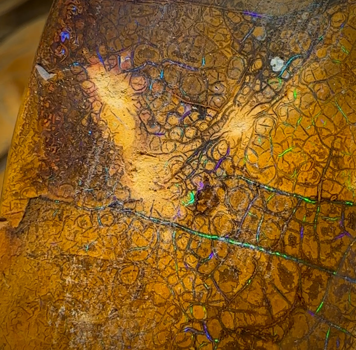 235cts - Tan Tribal Queensland Boulder Opal. Polished Specimen