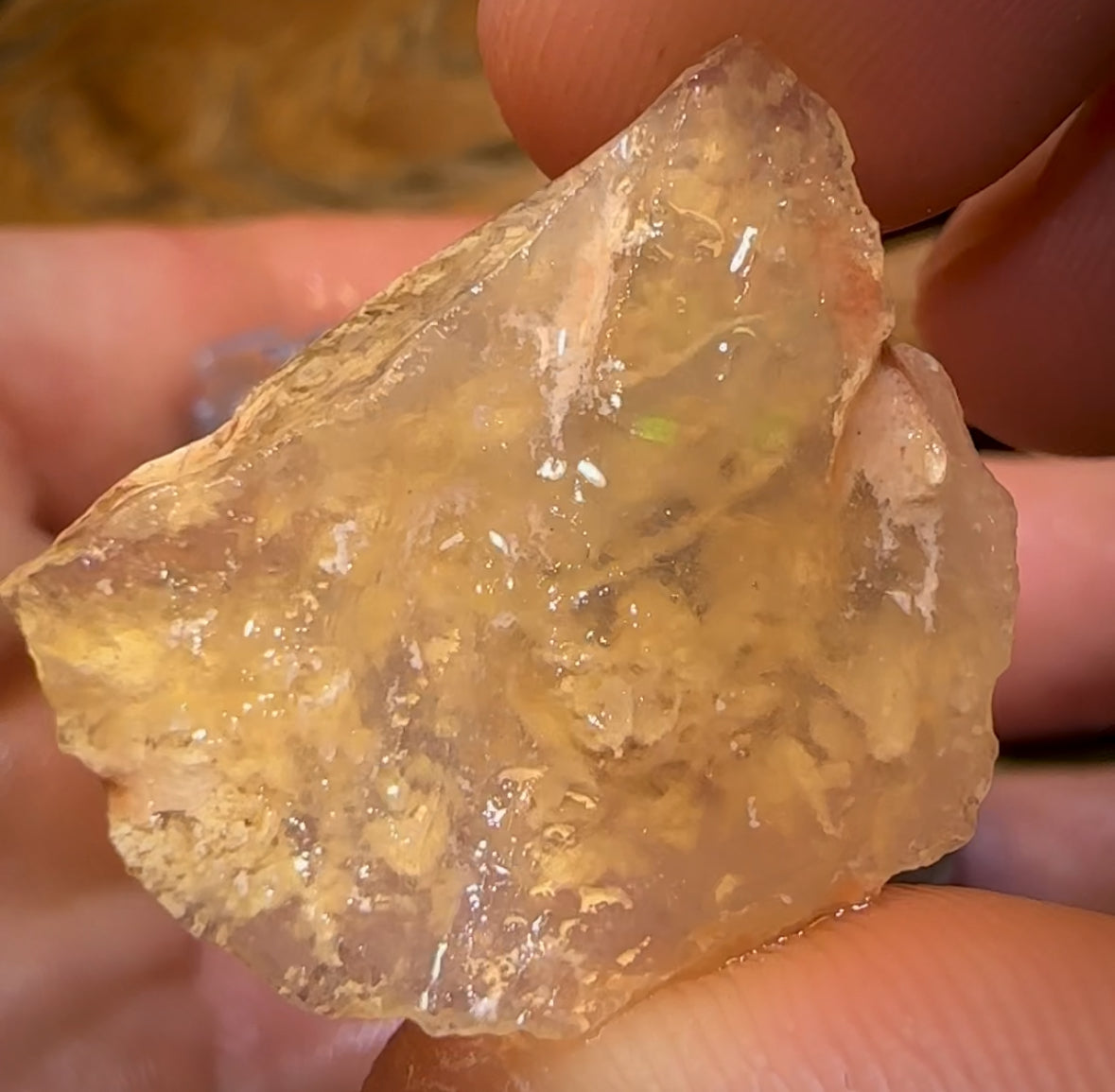 97.8cts - 4x Opalised Shell Geological Specimens from Lightning Ridge