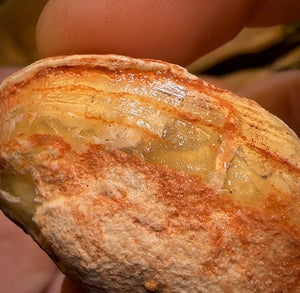 139.1cts - 3x Opalised Shell Geological Specimens from Lightning Ridge