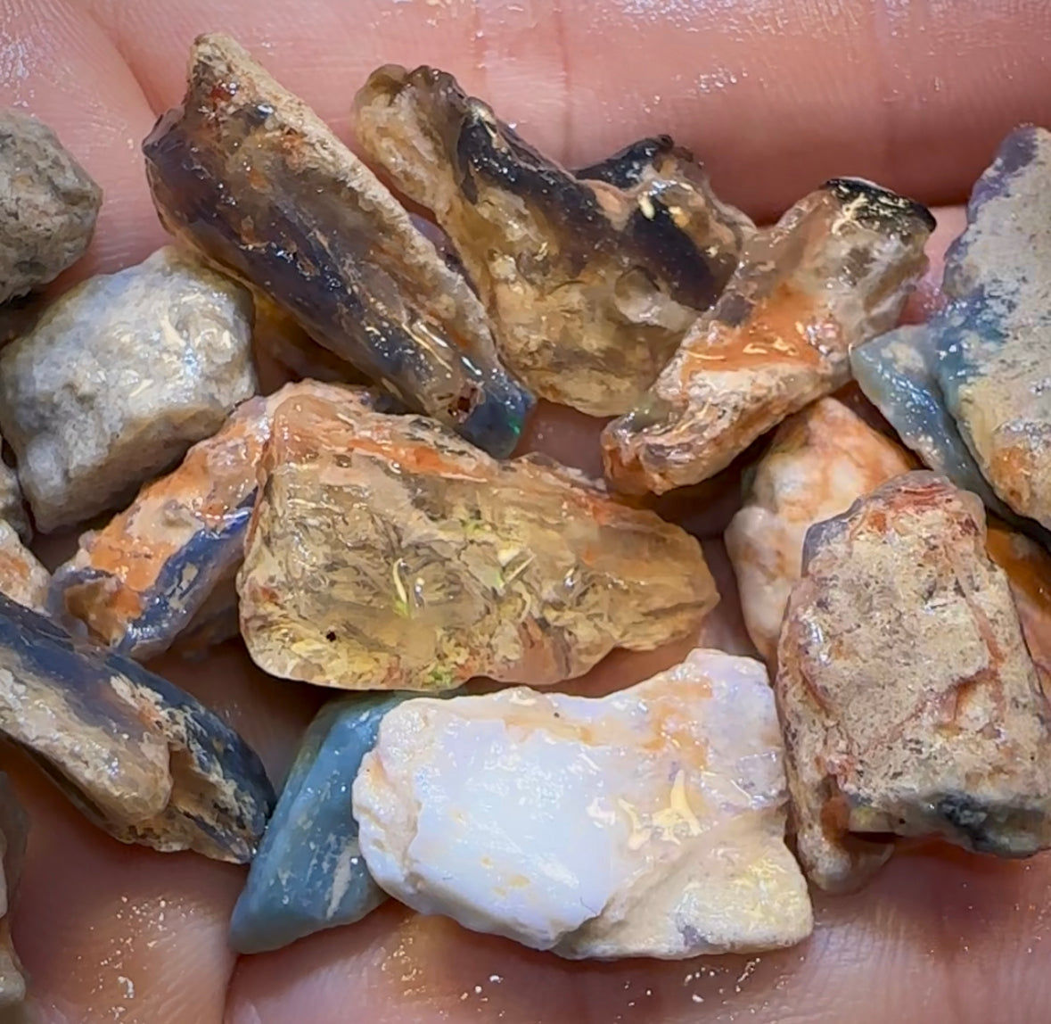 201.2cts - 23x Lightning Ridge Fossil Replacement Opal Rough Parcel. Australian Opal Under $2/Ct - Opal Whisperers