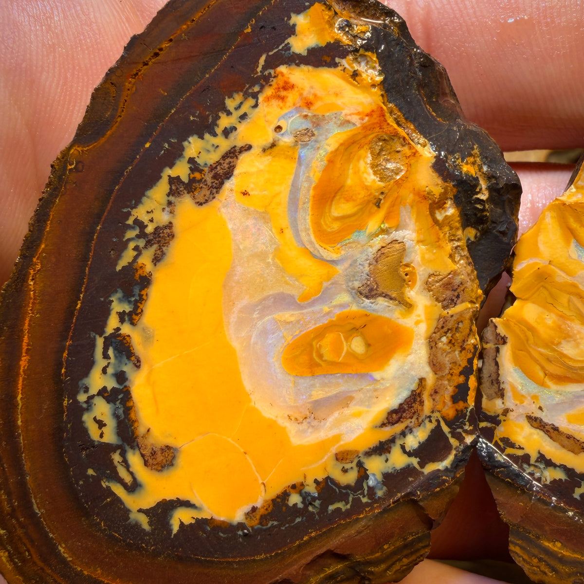Bargain Card! 521cts - RARE Yowah Nut Partial Crystal Centre Rough Specimen Pair