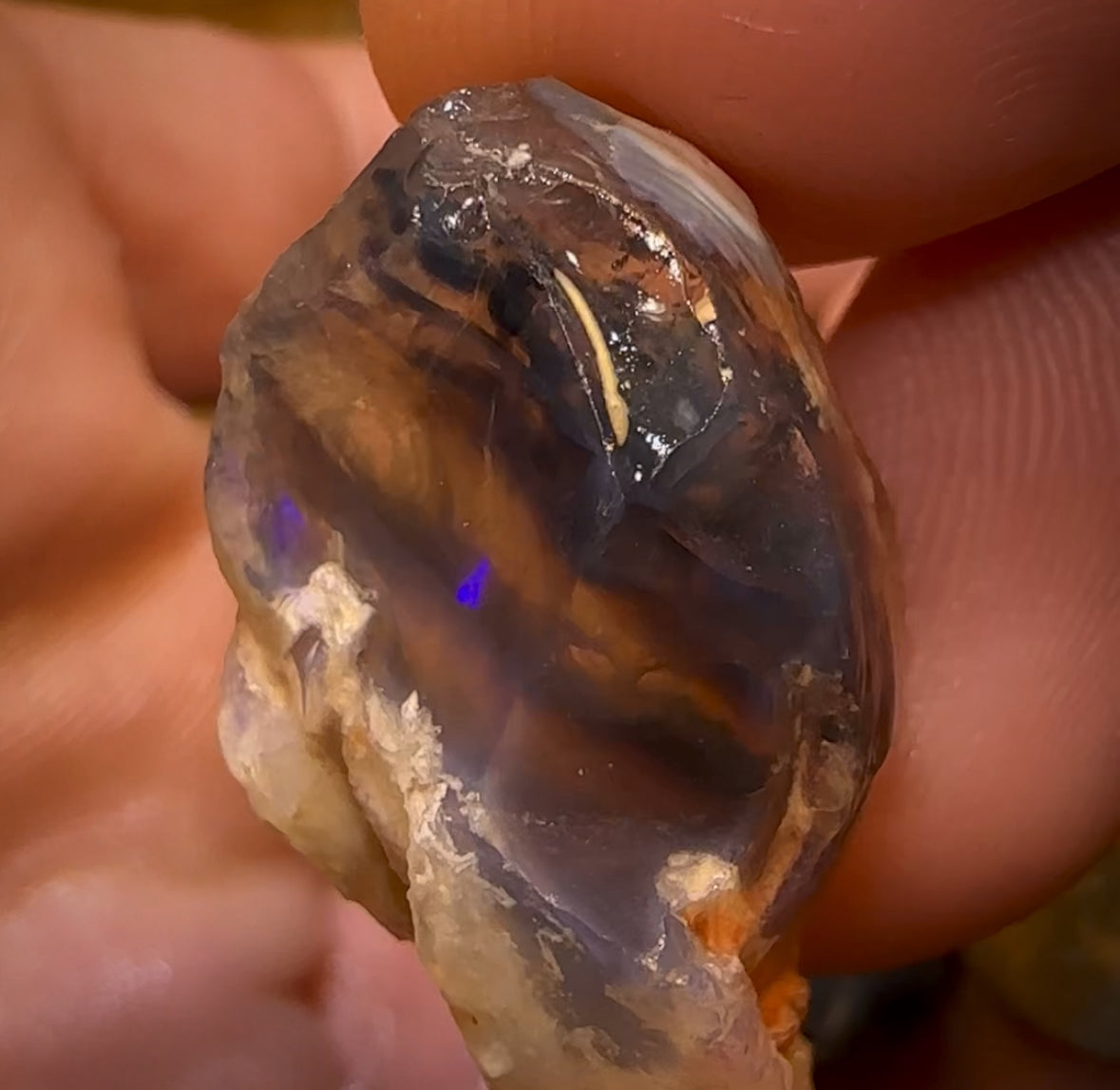 68.3cts - 3x Opalised Shell Geological Specimens from Lightning Ridge