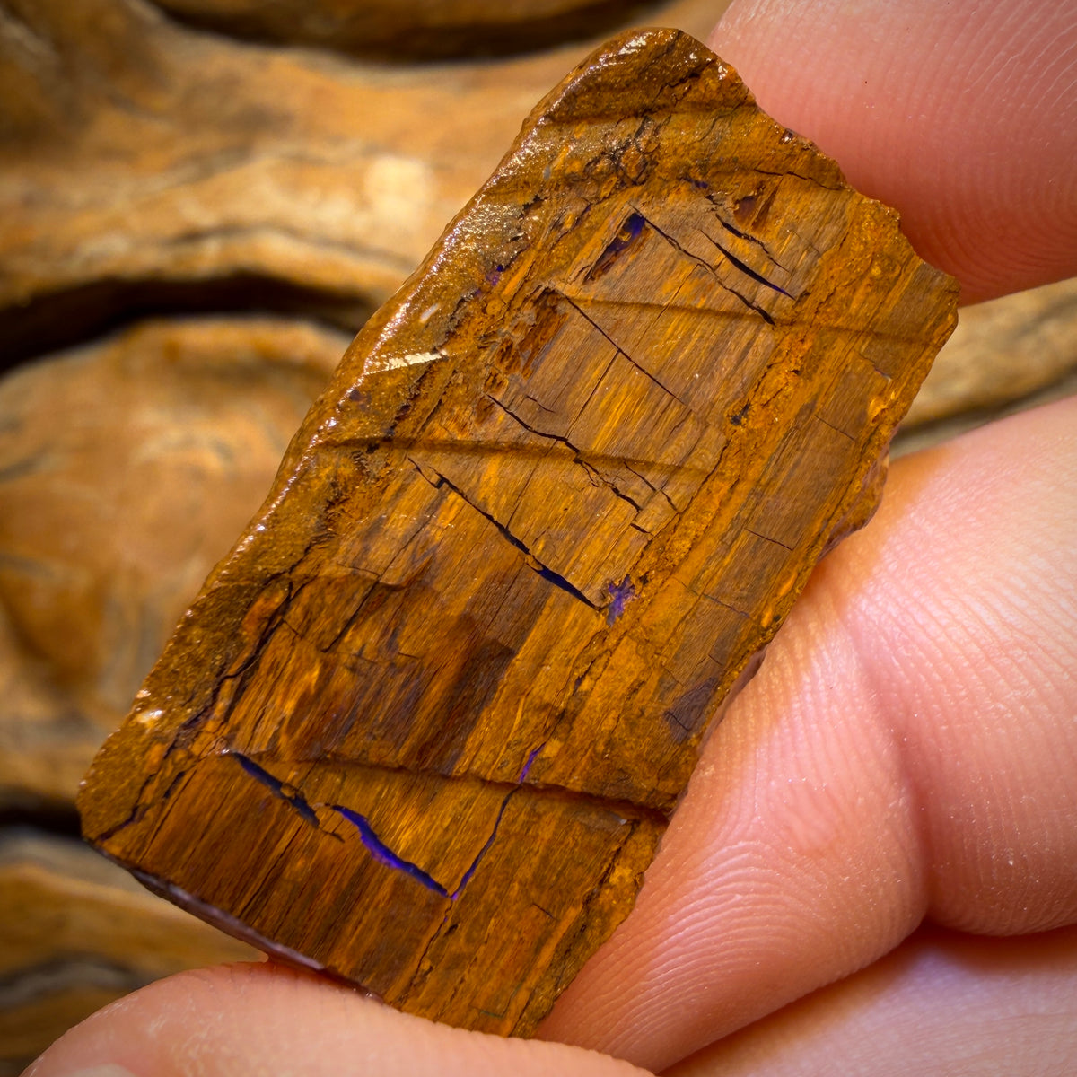 58.5cts - Opalised Wood/Vegetation Fossil Rough Pair from Yowah