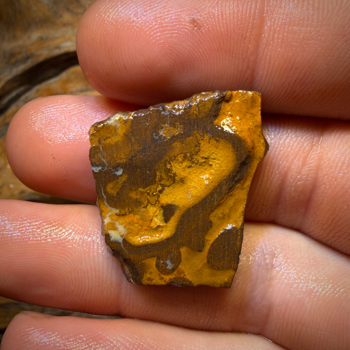Wildcard! 34.4cts - “Super Bright Below?” Yowah Nut Bright Opal Rough Preform