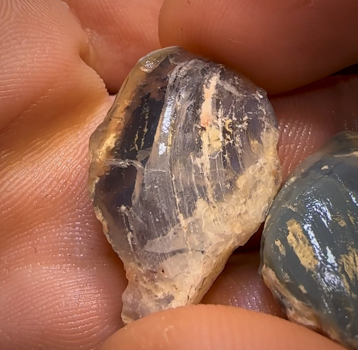 68.3cts - 3x Opalised Shell Geological Specimens from Lightning Ridge