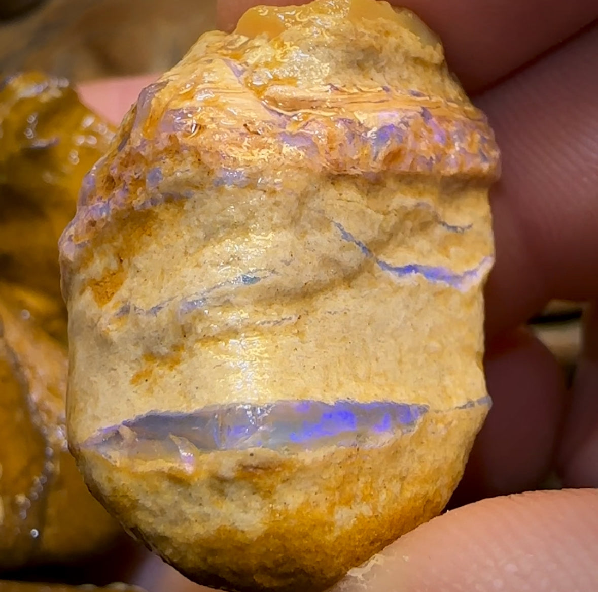 541.5cts - 7x Opalised Wood/Vegetation Fossil Rough Parcel from Yowah