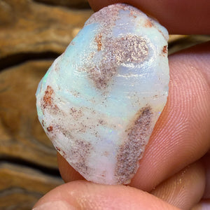 18,2 cts - 2 spécimens bruts géologiques de coquillages opalisés d'Australie du Sud