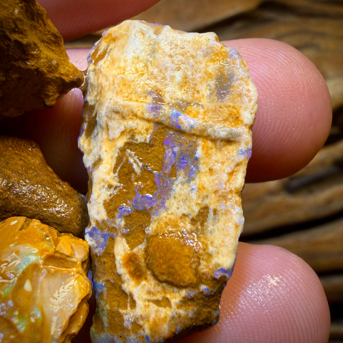 🔒311.5cts - 10x Opalised Wood/Vegetation Fossil Rough Parcel from Yowah